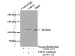 USP11 Antibody in Immunoprecipitation (IP)