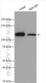 USP11 Antibody in Western Blot (WB)