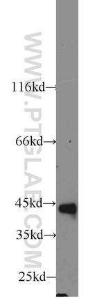 CD79A Antibody in Western Blot (WB)