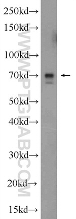 ALX3 Antibody in Western Blot (WB)