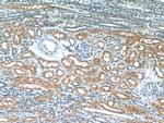 GRIP1 Antibody in Immunohistochemistry (Paraffin) (IHC (P))