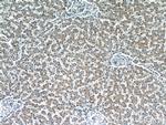 Syntenin-1 Antibody in Immunohistochemistry (Paraffin) (IHC (P))