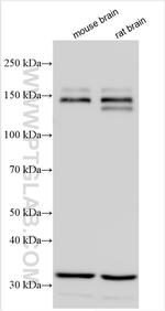 IQSEC3 Antibody in Western Blot (WB)