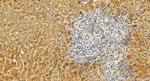 Adiponectin receptor 1 Antibody in Immunohistochemistry (Paraffin) (IHC (P))