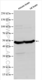 Adiponectin receptor 1 Antibody in Western Blot (WB)
