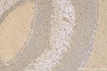 CDIPT Antibody in Immunohistochemistry (Paraffin) (IHC (P))