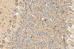 CDIPT Antibody in Immunohistochemistry (Paraffin) (IHC (P))