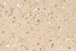 CDIPT Antibody in Immunohistochemistry (Paraffin) (IHC (P))