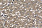 SPDYC Antibody in Immunohistochemistry (Paraffin) (IHC (P))