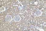 SPDYC Antibody in Immunohistochemistry (Paraffin) (IHC (P))