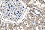 SPDYC Antibody in Immunohistochemistry (Paraffin) (IHC (P))