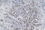 SPDYC Antibody in Immunohistochemistry (Paraffin) (IHC (P))