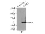 FOXA2 Antibody in Immunoprecipitation (IP)
