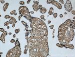 CEP290 Antibody in Immunohistochemistry (Paraffin) (IHC (P))
