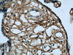 CEP290 Antibody in Immunohistochemistry (Paraffin) (IHC (P))