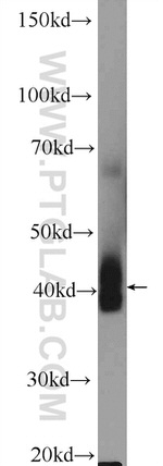 NKX3-2 Antibody in Western Blot (WB)