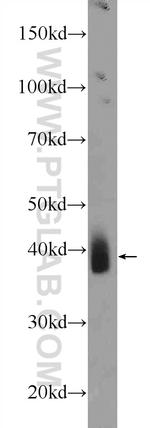 NKX3-2 Antibody in Western Blot (WB)