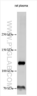 C5 Antibody in Western Blot (WB)