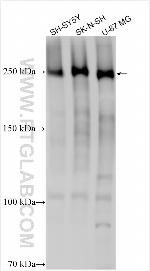 LLGL1 Antibody in Western Blot (WB)