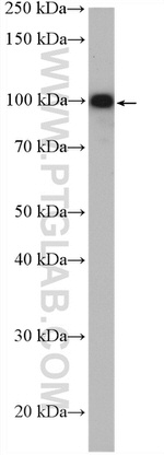 TMEM168 Antibody in Western Blot (WB)