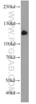 TMEM168 Antibody in Western Blot (WB)