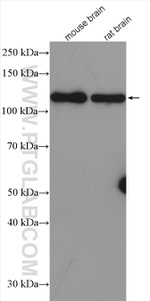 TMEM168 Antibody in Western Blot (WB)