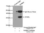 WDR61 Antibody in Immunoprecipitation (IP)