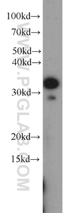 WDR61 Antibody in Western Blot (WB)