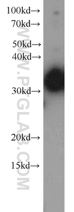 WDR61 Antibody in Western Blot (WB)