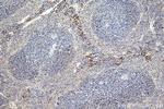 GAB2 Antibody in Immunohistochemistry (Paraffin) (IHC (P))