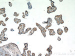 FAM129B Antibody in Immunohistochemistry (Paraffin) (IHC (P))