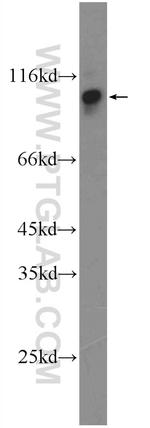 FAM129B Antibody in Western Blot (WB)