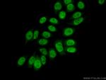 ELF1 Antibody in Immunocytochemistry (ICC/IF)
