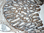 ARAP3 Antibody in Immunohistochemistry (Paraffin) (IHC (P))