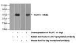 ARAP3 Antibody in Western Blot (WB)