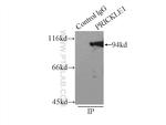 PRICKLE1 Antibody in Immunoprecipitation (IP)