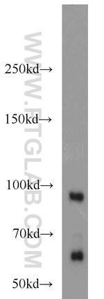 PRICKLE1 Antibody in Western Blot (WB)