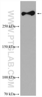 SORLA Antibody in Western Blot (WB)