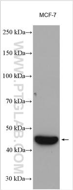 VEGFC Antibody in Western Blot (WB)