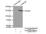 FNDC3B Antibody in Immunoprecipitation (IP)
