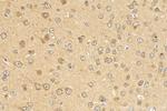 TET3 Antibody in Immunohistochemistry (Paraffin) (IHC (P))