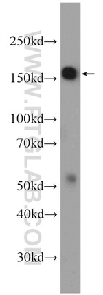 WDR33 Antibody in Western Blot (WB)