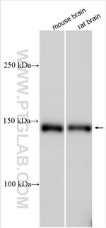 MAGI3 Antibody in Western Blot (WB)