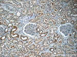 FKBP52 Antibody in Immunohistochemistry (Paraffin) (IHC (P))