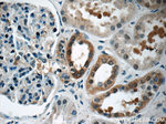 FKBP52 Antibody in Immunohistochemistry (Paraffin) (IHC (P))