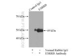 ESRRB Antibody in Immunoprecipitation (IP)