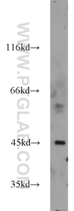 ESRRB Antibody in Western Blot (WB)