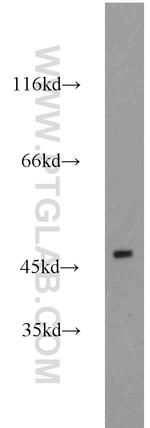 ESRRB Antibody in Western Blot (WB)
