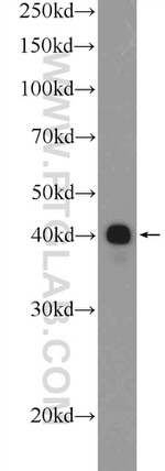ESRRB Antibody in Western Blot (WB)