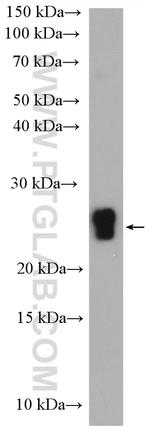 CSN1S1 Antibody in Western Blot (WB)